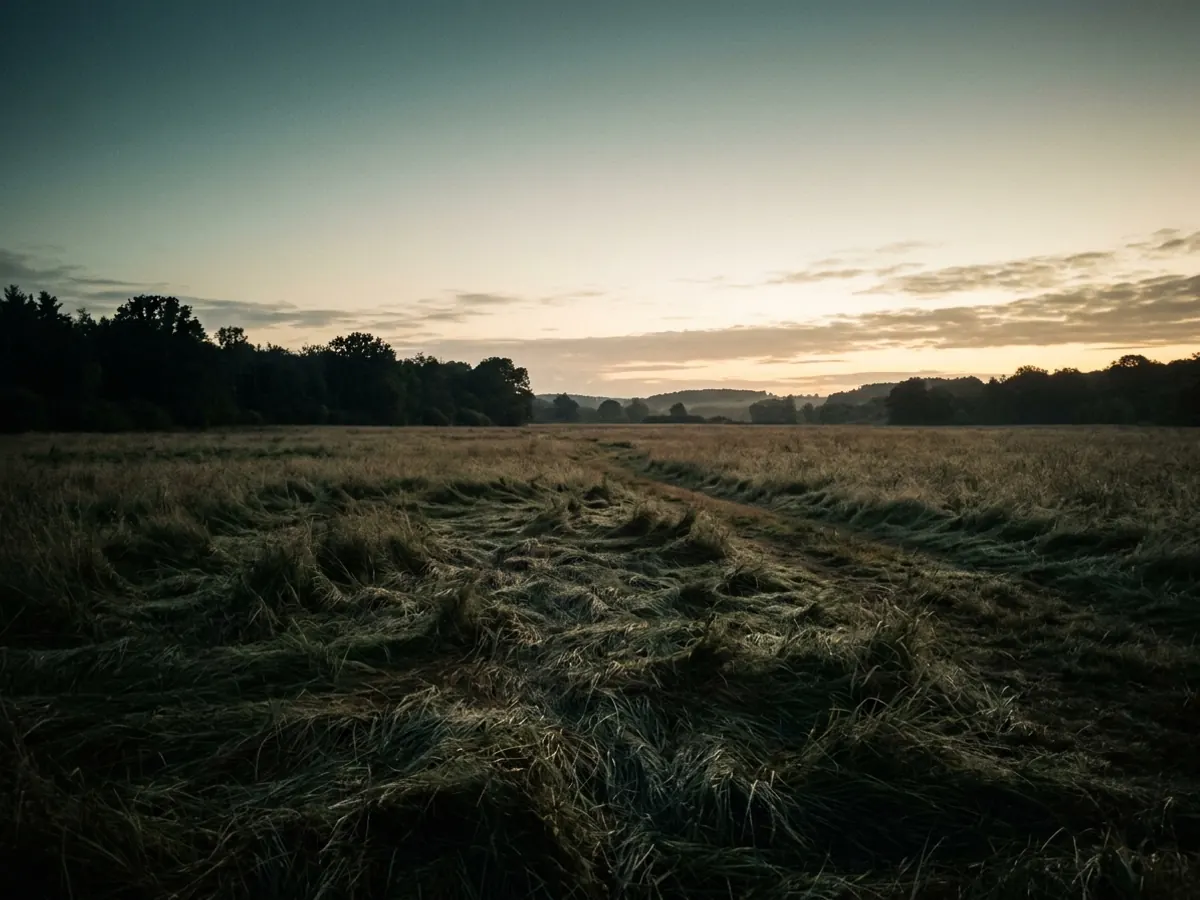 A quiet field at dawn, flattened grass under a clearing sky.