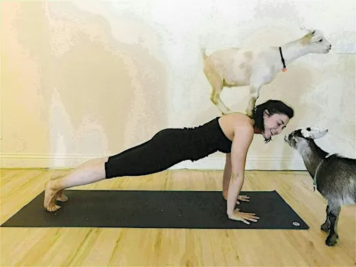 Listing photo for Goat Yoga - October 4 at 1:00pm